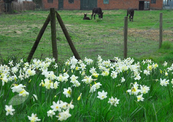 <i>Narcissus</i> 'Curlew'