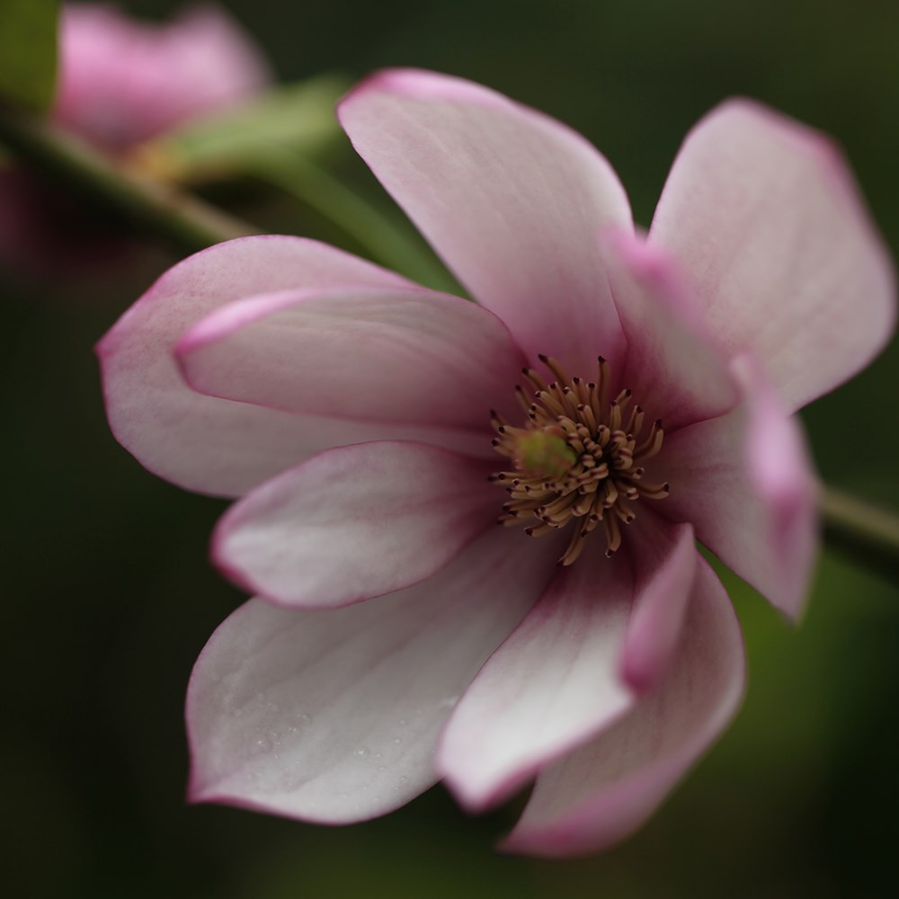 <i>Magnolia</i> <b class=small-caps>Fairy Magnolia Blush</b> ('Micjur01') (PBR)