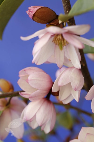 <i>Magnolia</i> <b class=small-caps>Fairy Magnolia Blush</b> ('Micjur01') (PBR)