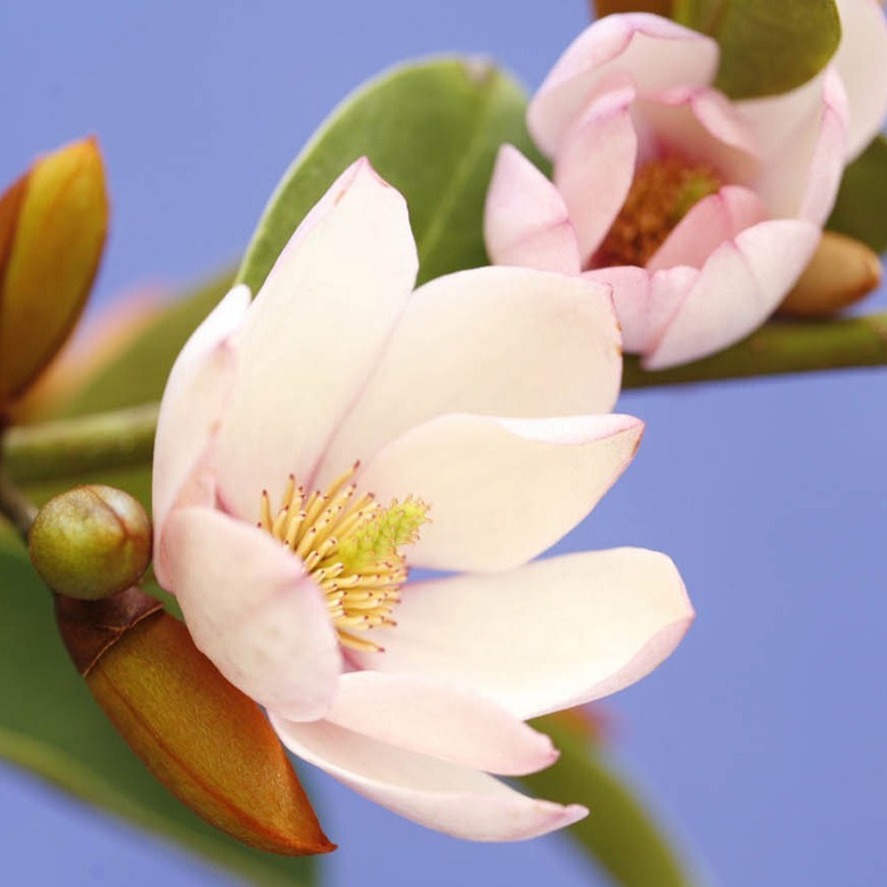 <i>Magnolia</i> <b class=small-caps>Fairy Magnolia Blush</b> ('Micjur01') (PBR)