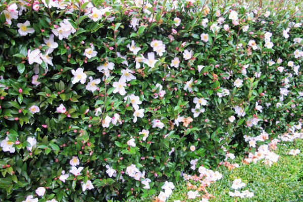 <i>Magnolia</i> <b class=small-caps>Fairy Magnolia Blush</b> ('Micjur01') (PBR)