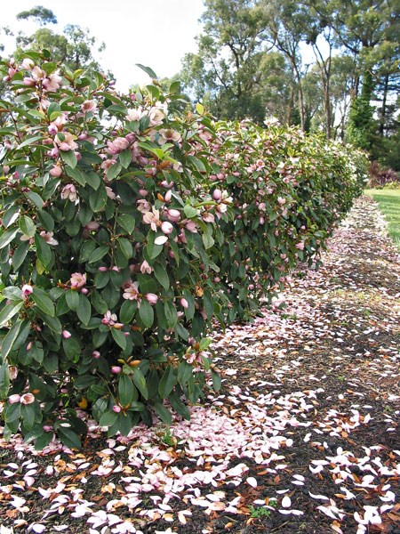 <i>Magnolia</i> <b class=small-caps>Fairy Magnolia Blush</b> ('Micjur01') (PBR)