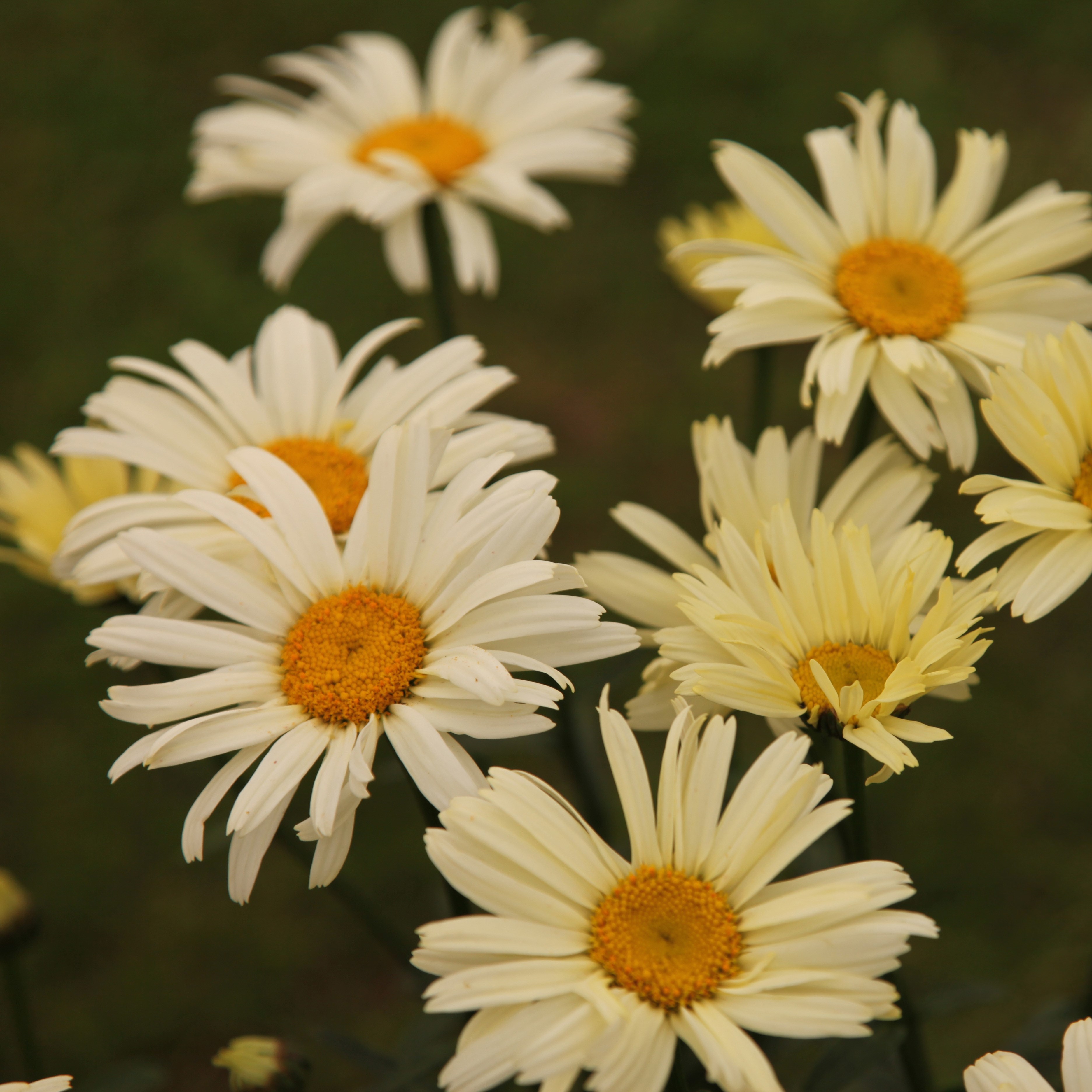 <i>Leucanthemum</i> × <i>superbum</i> 'Banana Cream'