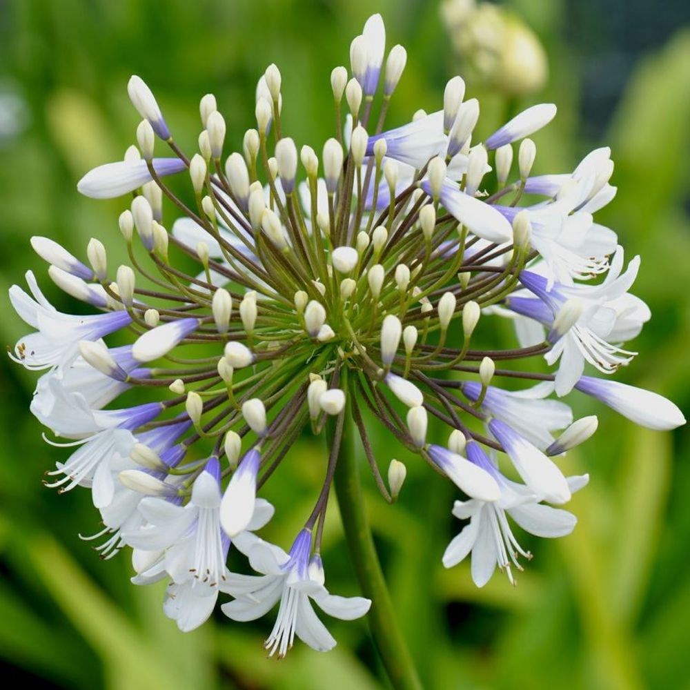 <I>Agapanthus</i> <b class=small-caps>Queen Mum</b> ('Pmn06') (PBR)