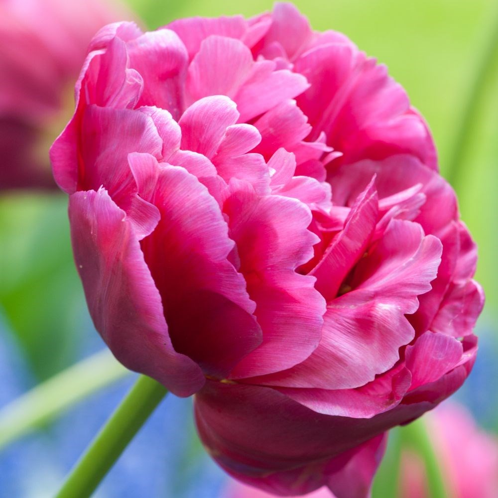 <i>Tulipa</i> 'Margarita'