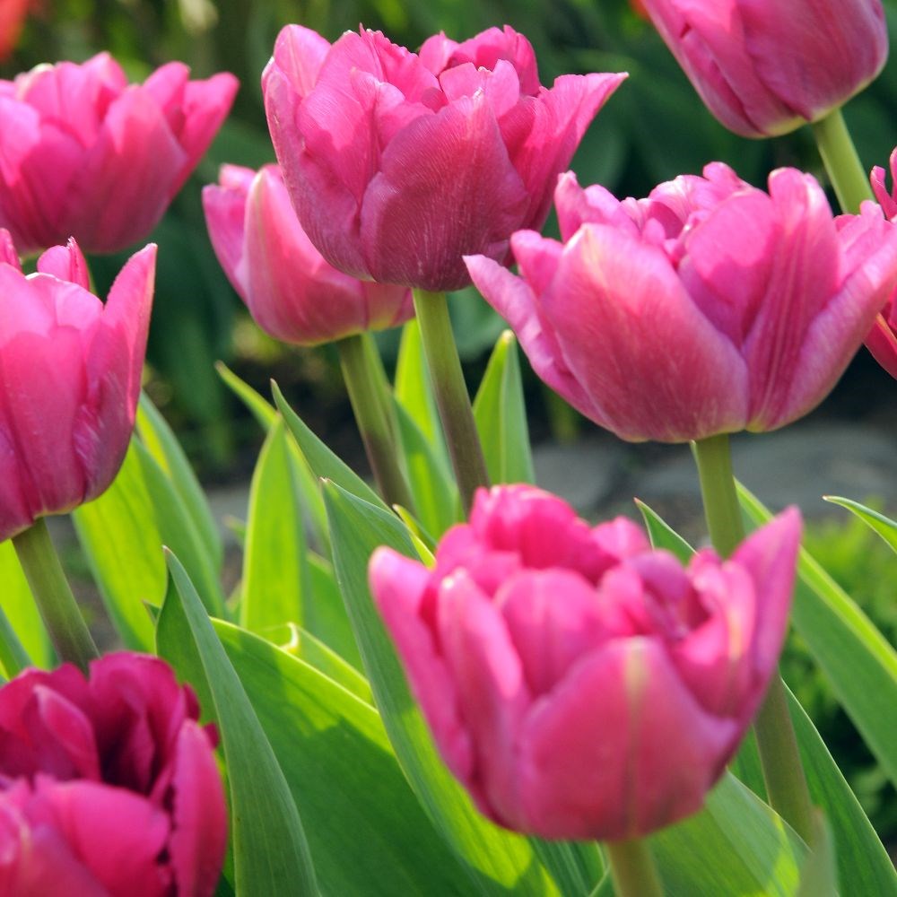 <i>Tulipa</i> 'Margarita'