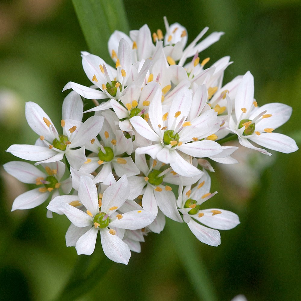 <i>Allium neapolitanum</i> Cowanii Group