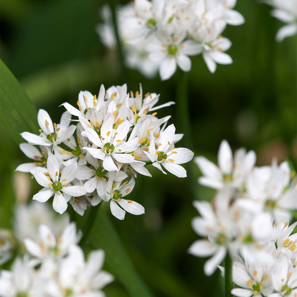 <i>Allium neapolitanum</i> Cowanii Group