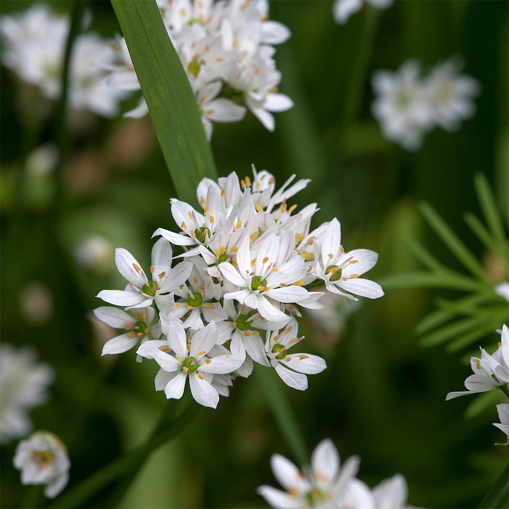 <i>Allium neapolitanum</i> Cowanii Group