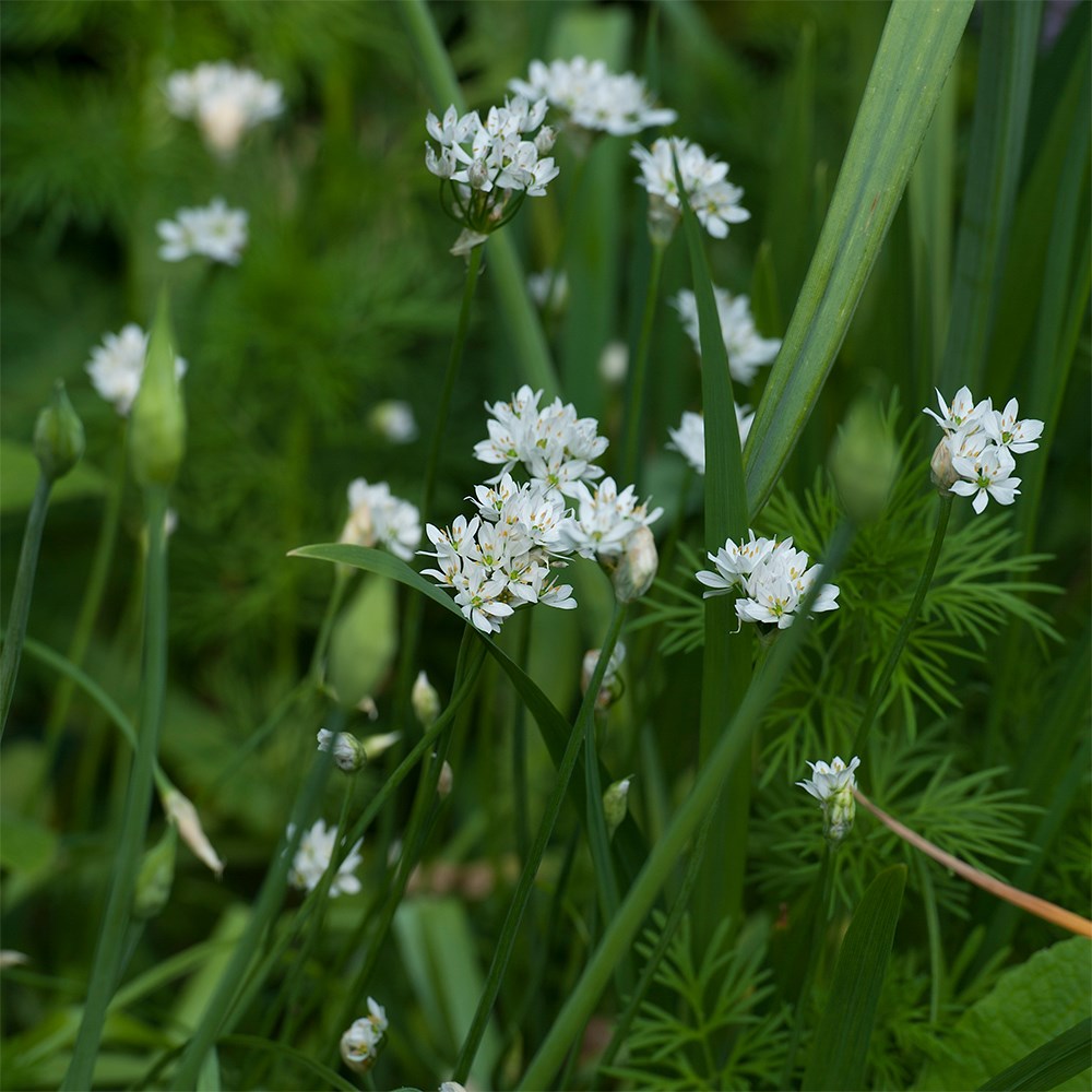 <i>Allium neapolitanum</i> Cowanii Group