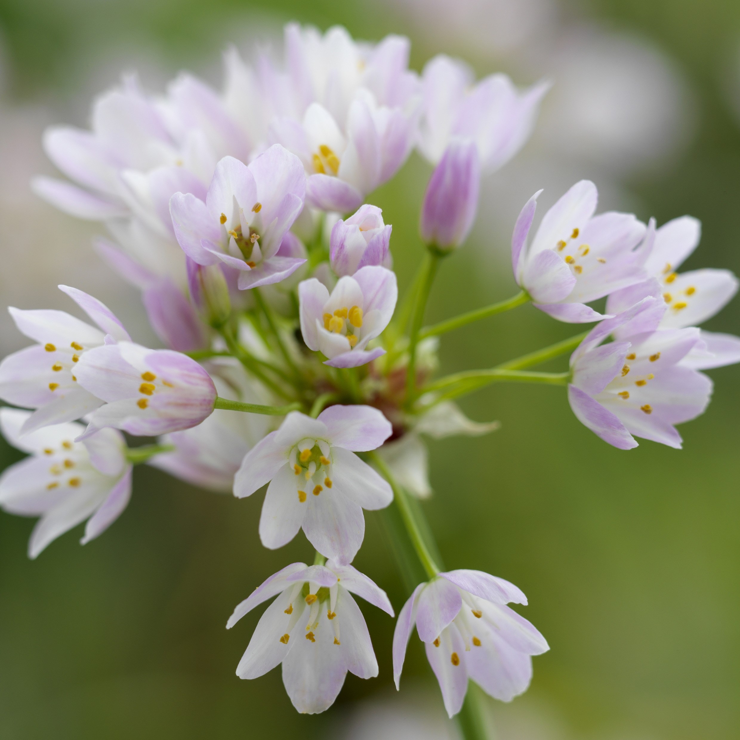 <i>Allium roseum</i> 