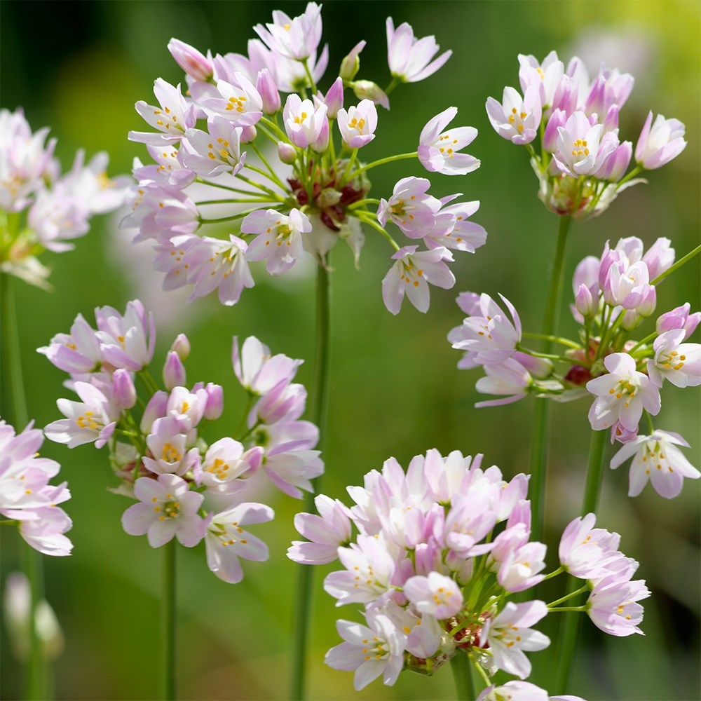 <i>Allium roseum</i> 
