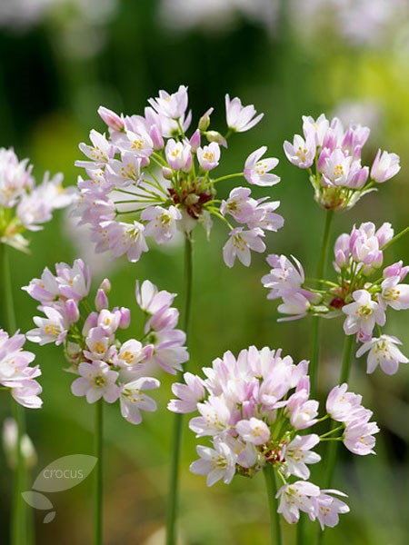 <i>Allium roseum</i> 
