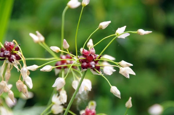 <i>Allium roseum</i> 