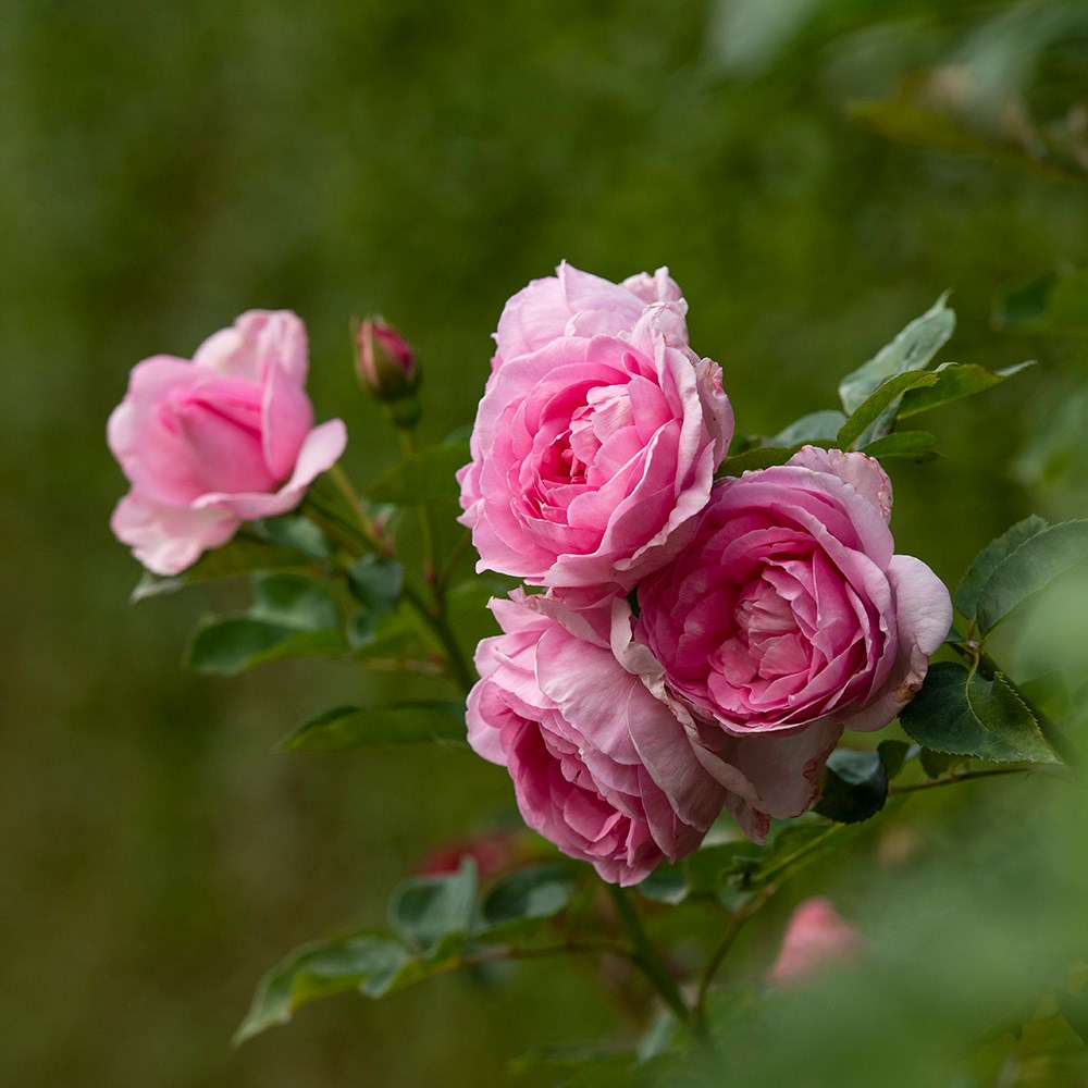 <i>Rosa</i> <b class=small-caps>Mum in a Million</b> (Renaissance Series) ('Poulren013') (PBR) | Rose