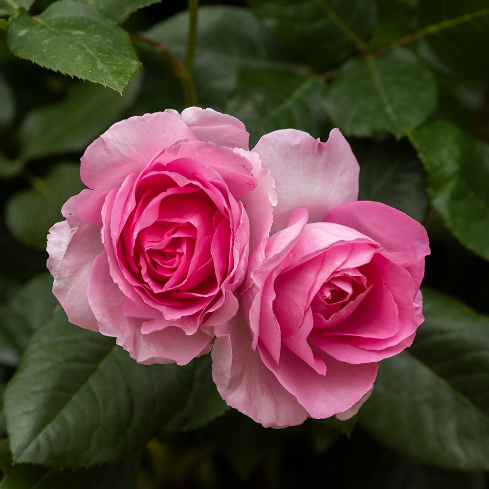<i>Rosa</i> <b class=small-caps>Mum in a Million</b> (Renaissance Series) ('Poulren013') (PBR) | Rose