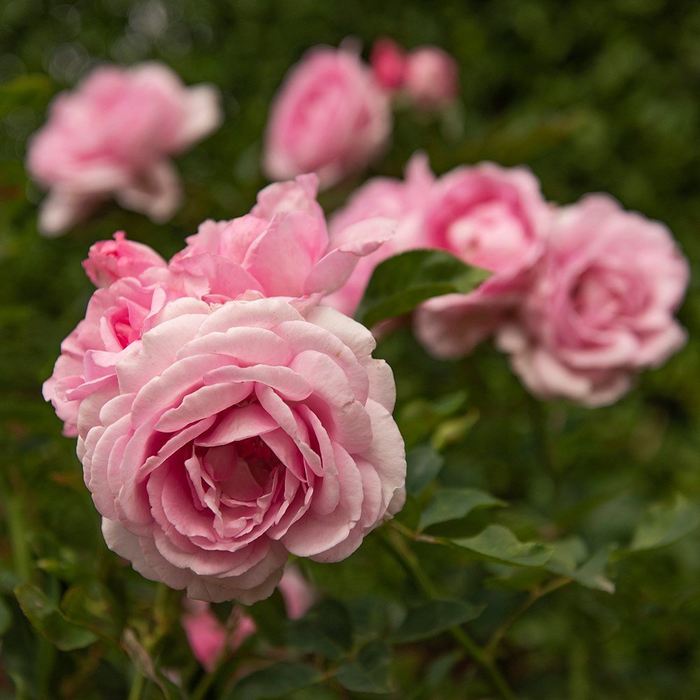 <i>Rosa</i> <b class=small-caps>Mum in a Million</b> (Renaissance Series) ('Poulren013') (PBR) | Rose