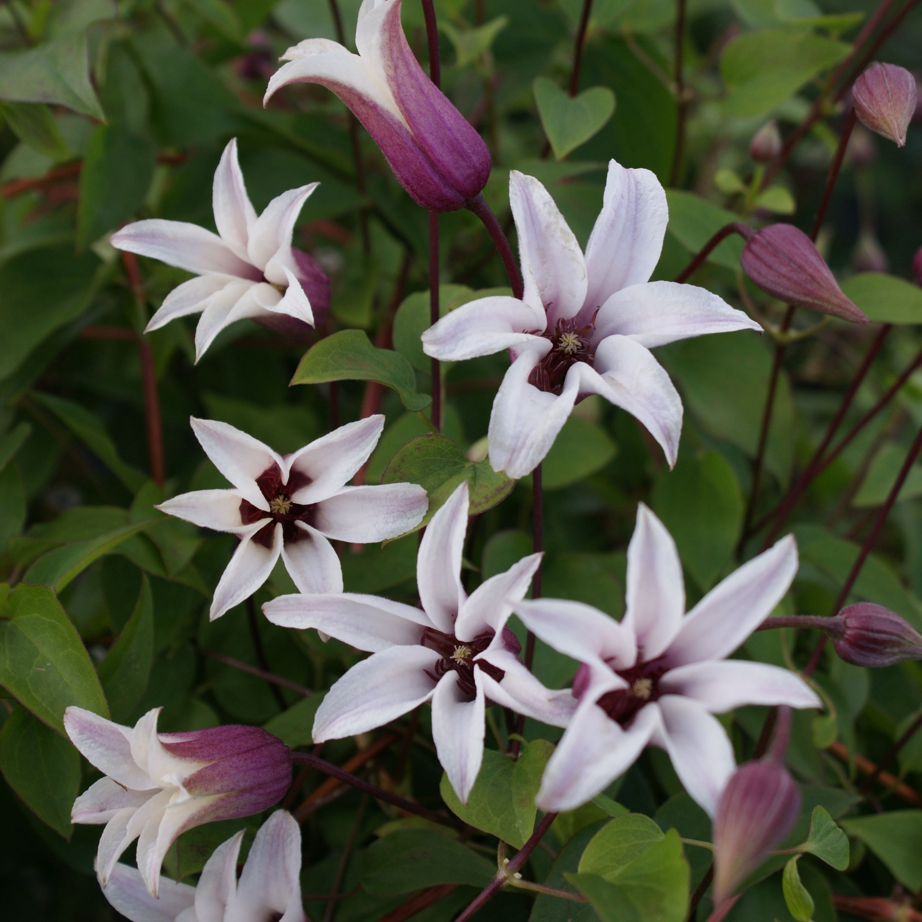 <i>Clematis</i> <b class=small-caps>Princess Kate</b> ('Zoprika') (PBR)