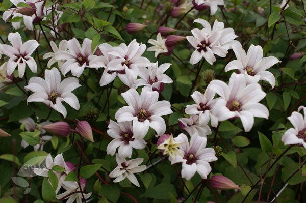<i>Clematis</i> <b class=small-caps>Princess Kate</b> ('Zoprika') (PBR)