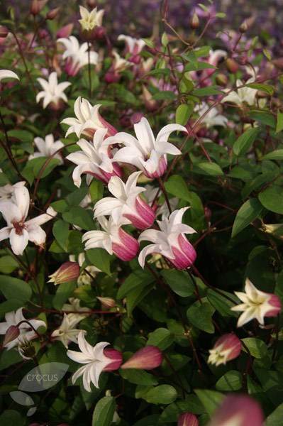 <i>Clematis</i> <b class=small-caps>Princess Kate</b> ('Zoprika') (PBR)