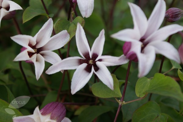 <i>Clematis</i> <b class=small-caps>Princess Kate</b> ('Zoprika') (PBR)