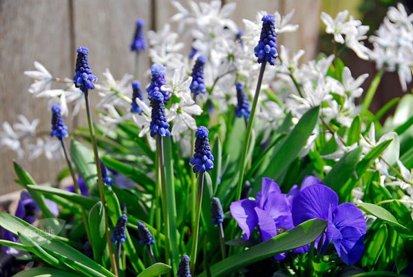 <i>Scilla mischtschenkoana</i> 