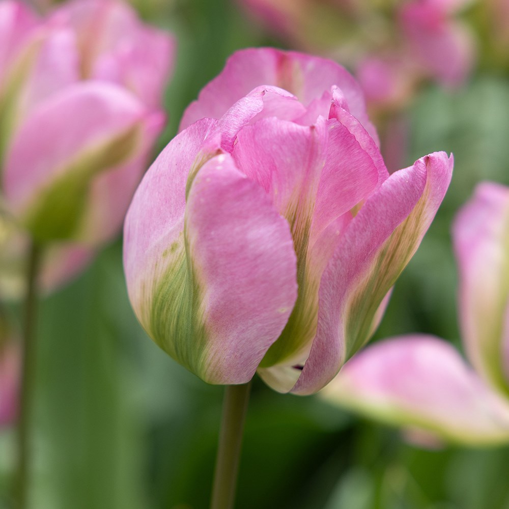 <I>Tulipa</i> 'Groenland'