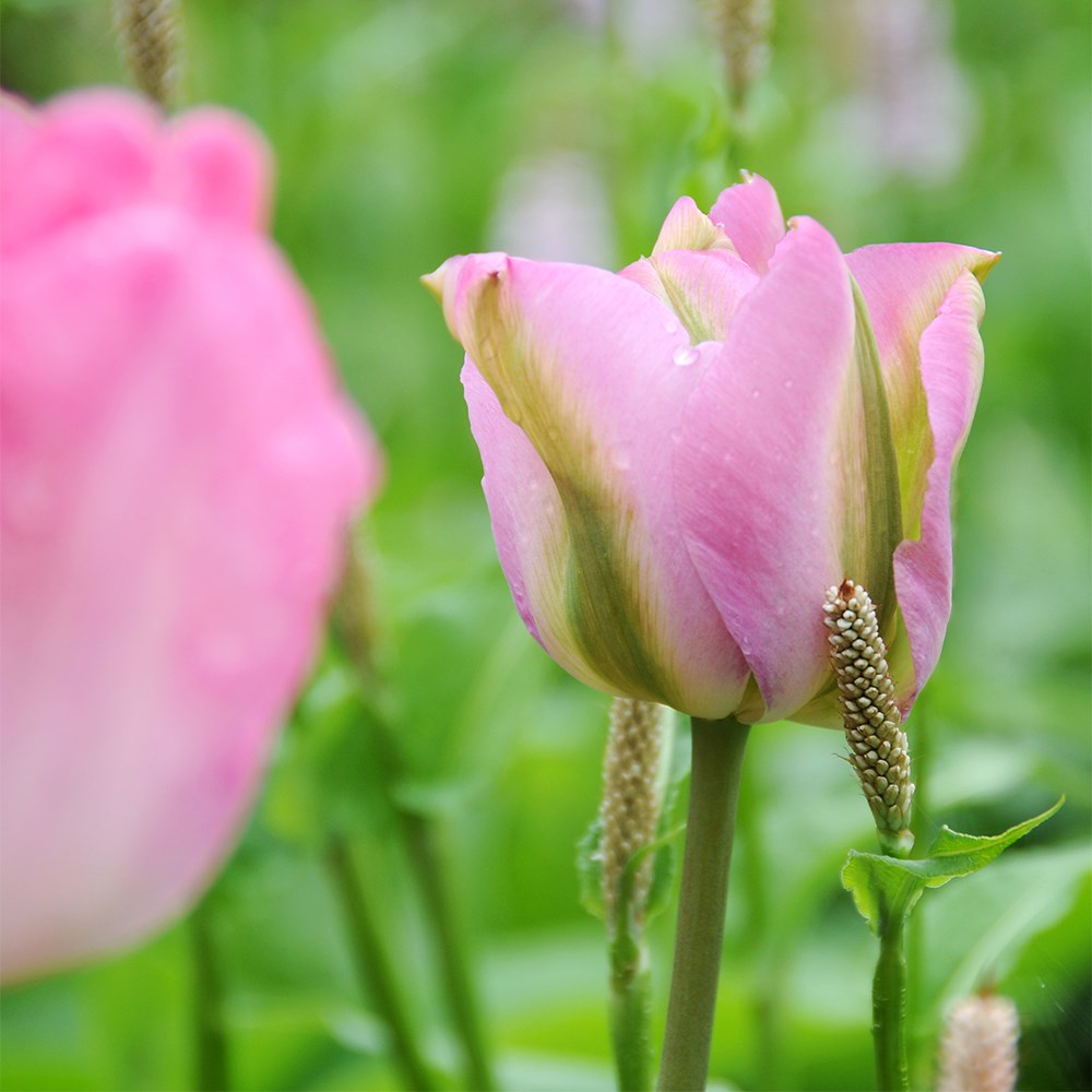 <I>Tulipa</i> 'Groenland'