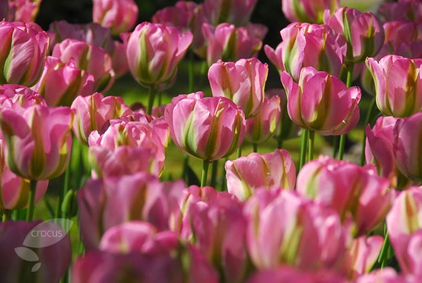 <I>Tulipa</i> 'Groenland'