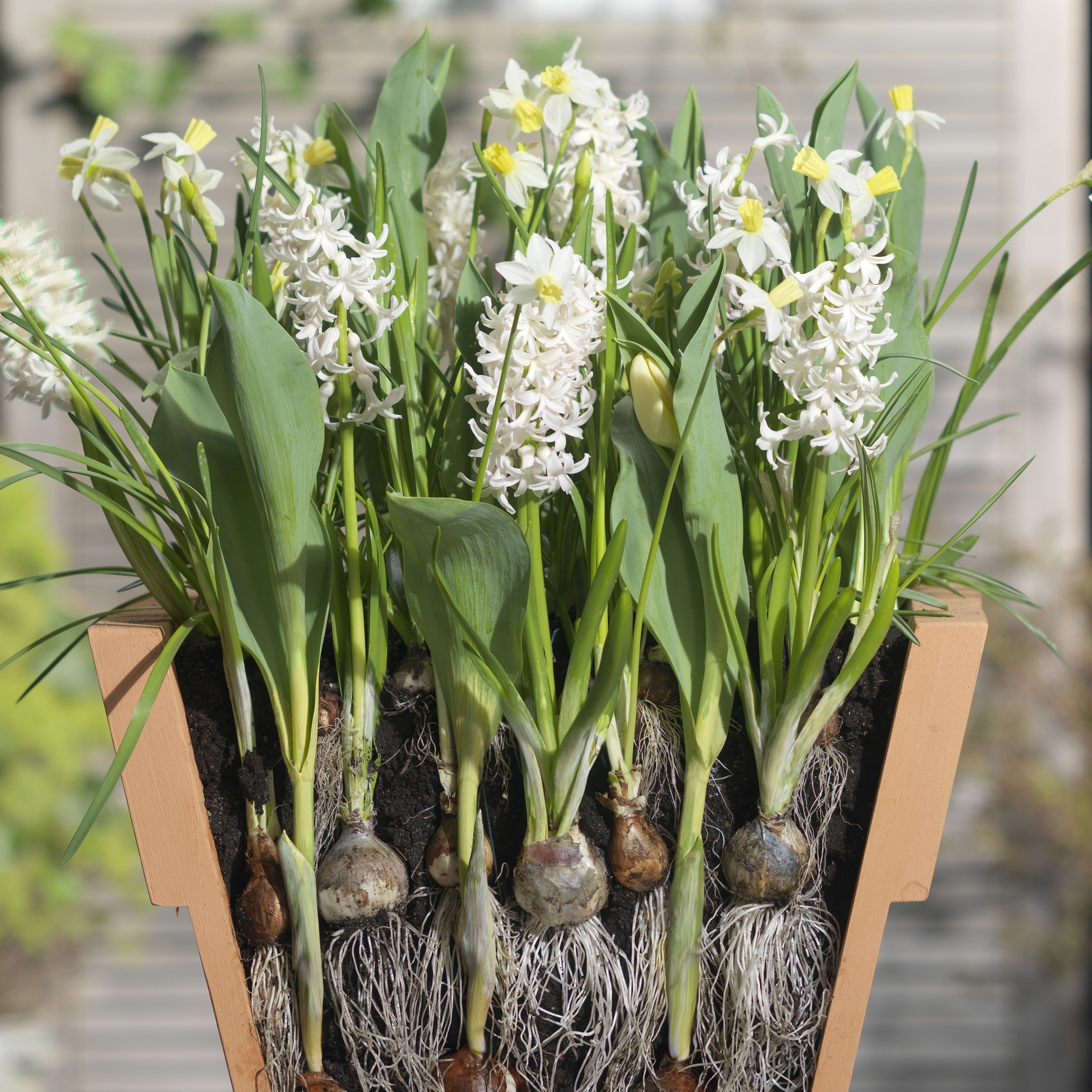 Bulb lasagne collection for pots - cool whites
