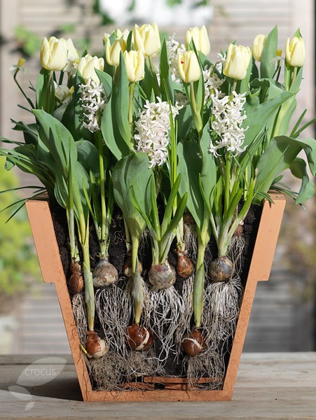 Bulb lasagne collection for pots - cool whites