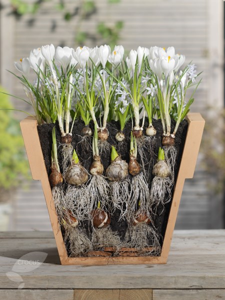 Bulb lasagne collection for pots - cool whites