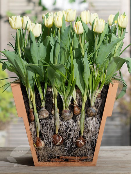 Bulb lasagne collection for pots - cool whites