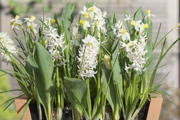 Bulb lasagne collection for pots - cool whites