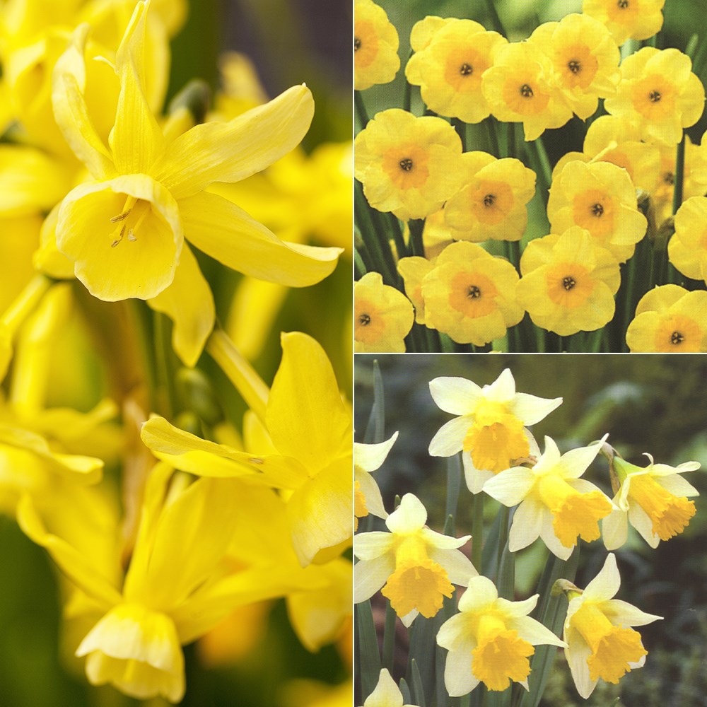 Award-winning scented miniature daffodil collection