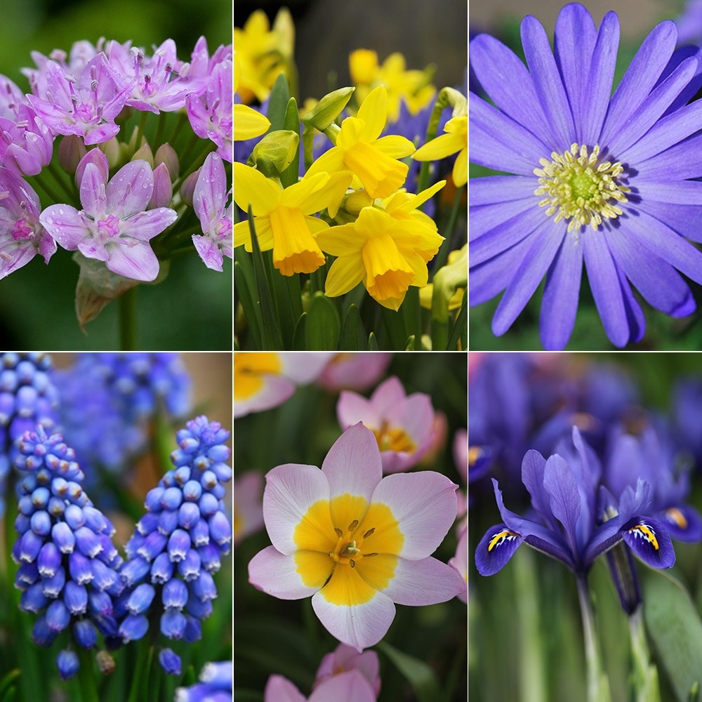6 months of flowering bulbs collection