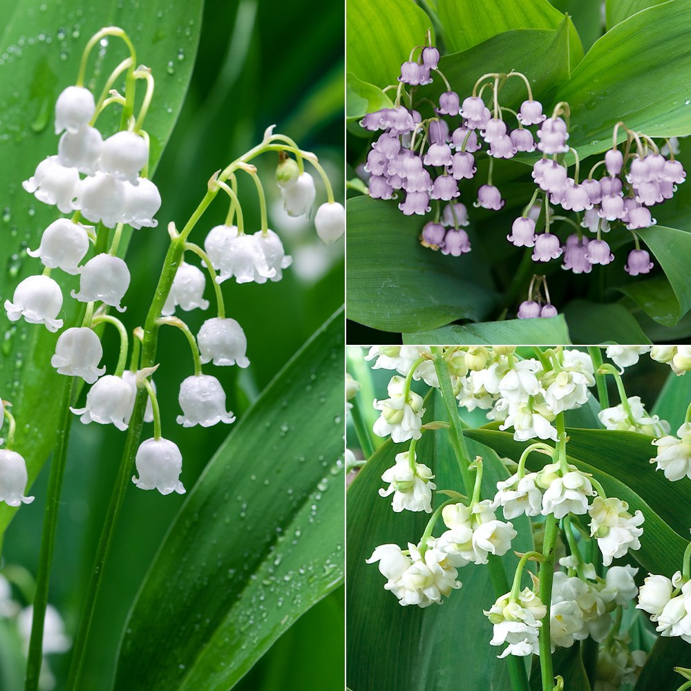 Lily of the valley collection