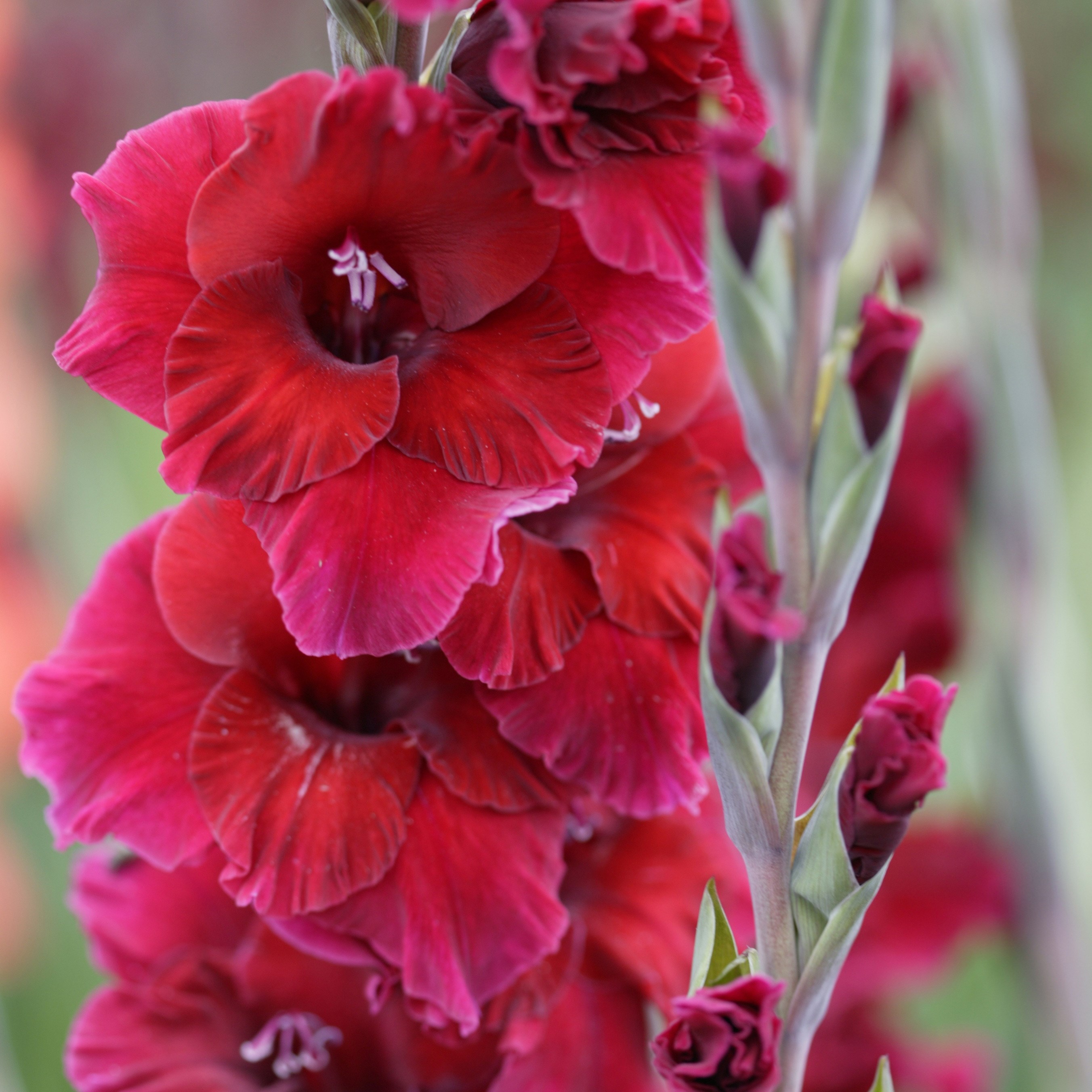 <i>Gladiolus</i> 'Plum Tart'