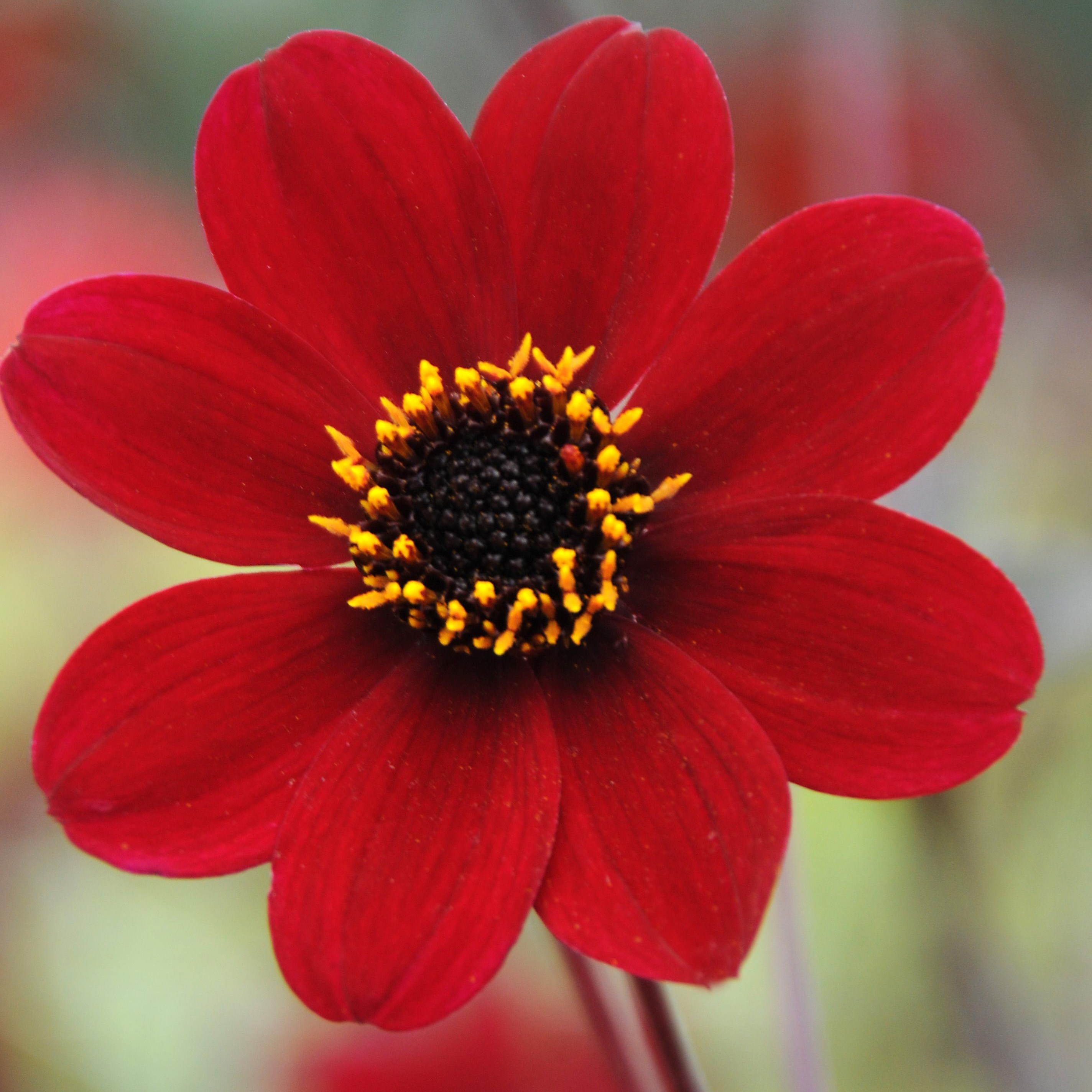 <i>Dahlia</i> 'Bishop of Auckland' (PBR)