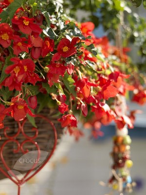 Begonia × intermedia 'Bertinii'