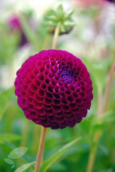 <i>Dahlia</i> 'Downham Royal'