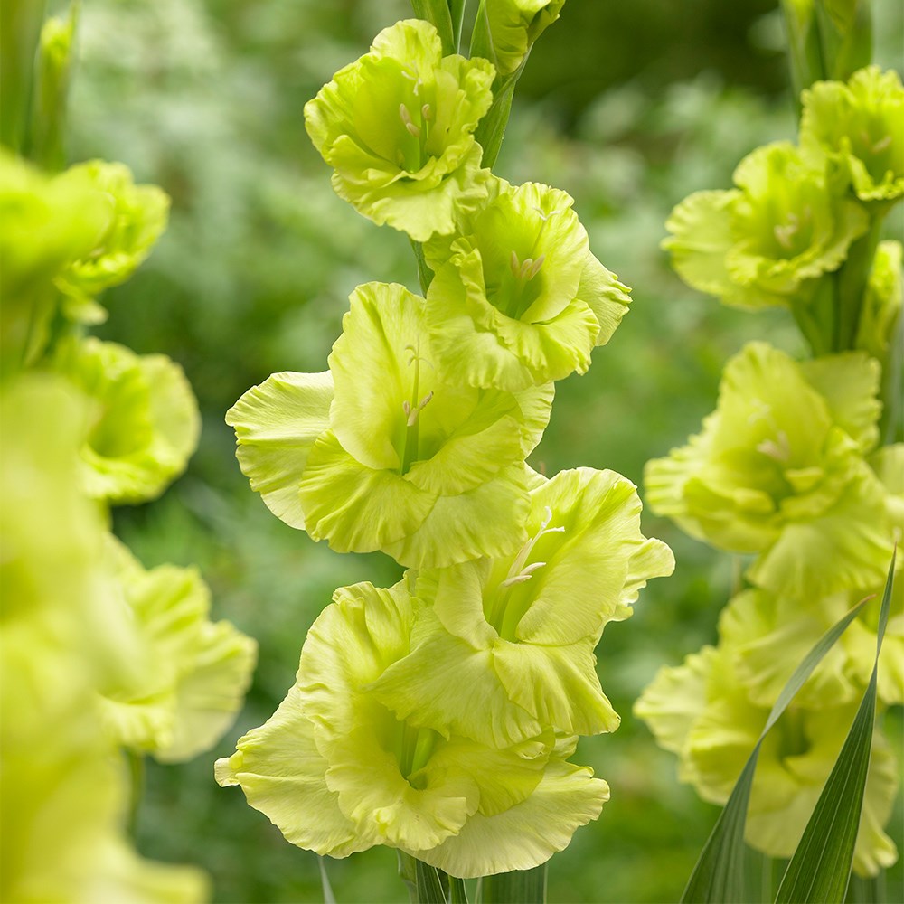 <i>Gladiolus</i> 'Green Star'