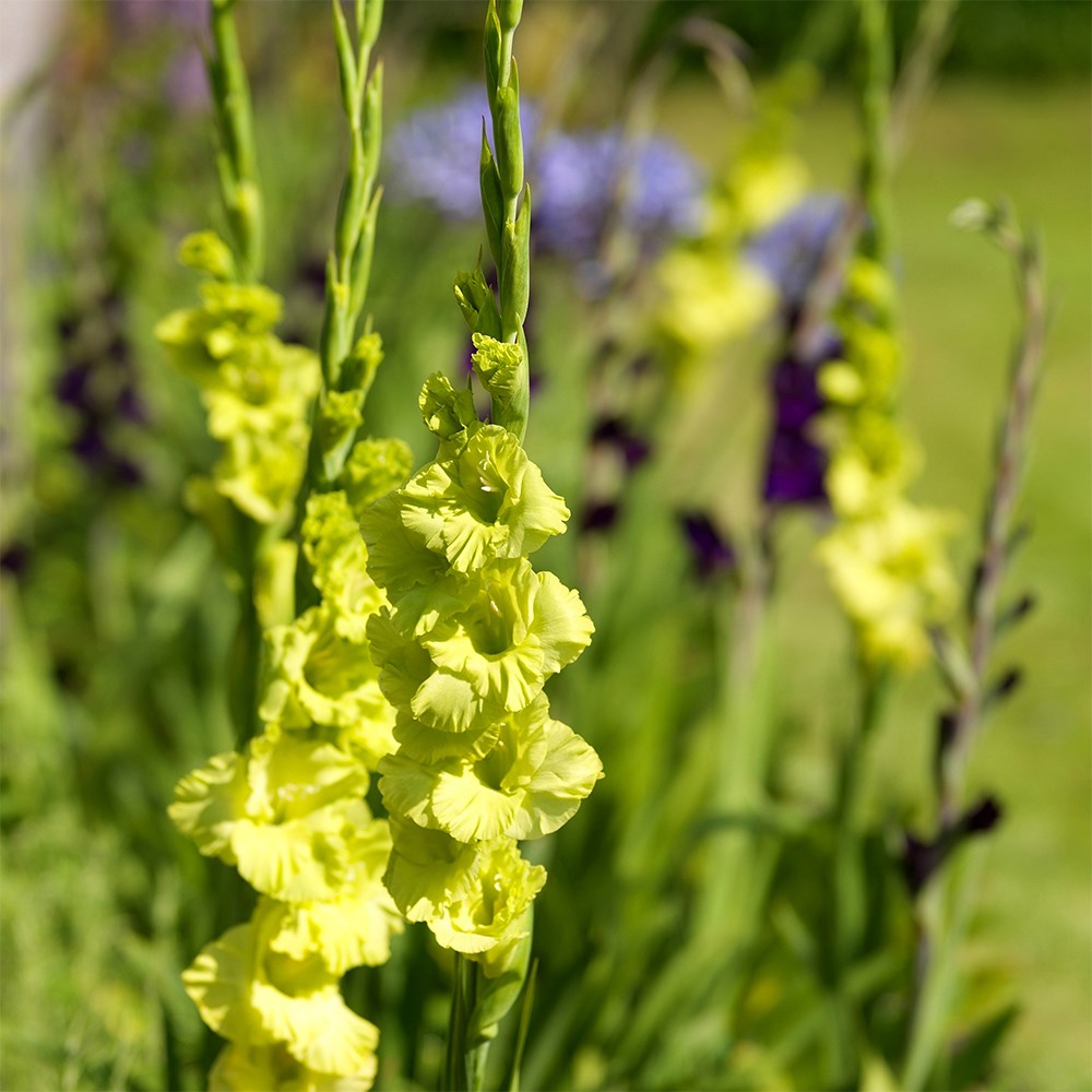 <i>Gladiolus</i> 'Green Star'