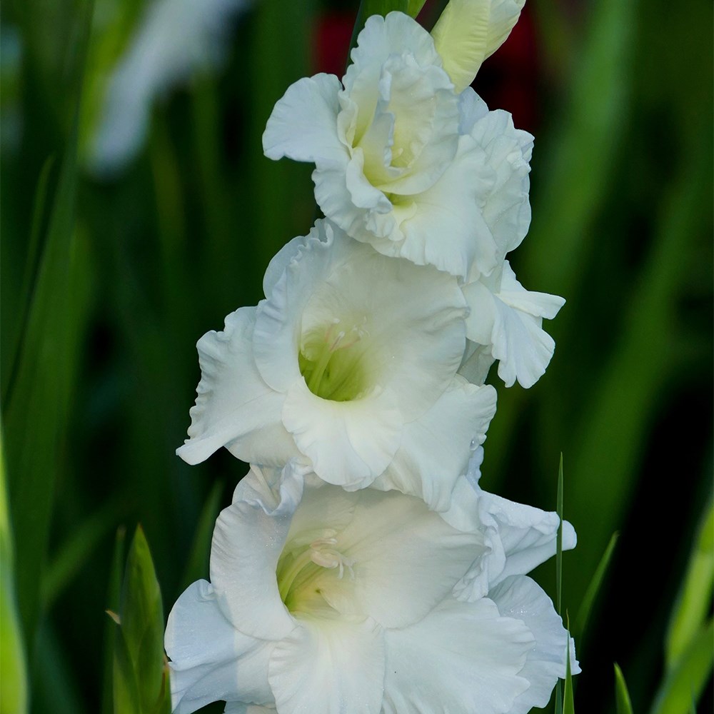 <i>Gladiolus</i> 'White Prosperity'