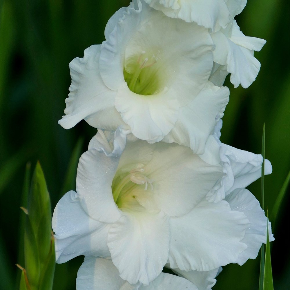 <i>Gladiolus</i> 'White Prosperity'
