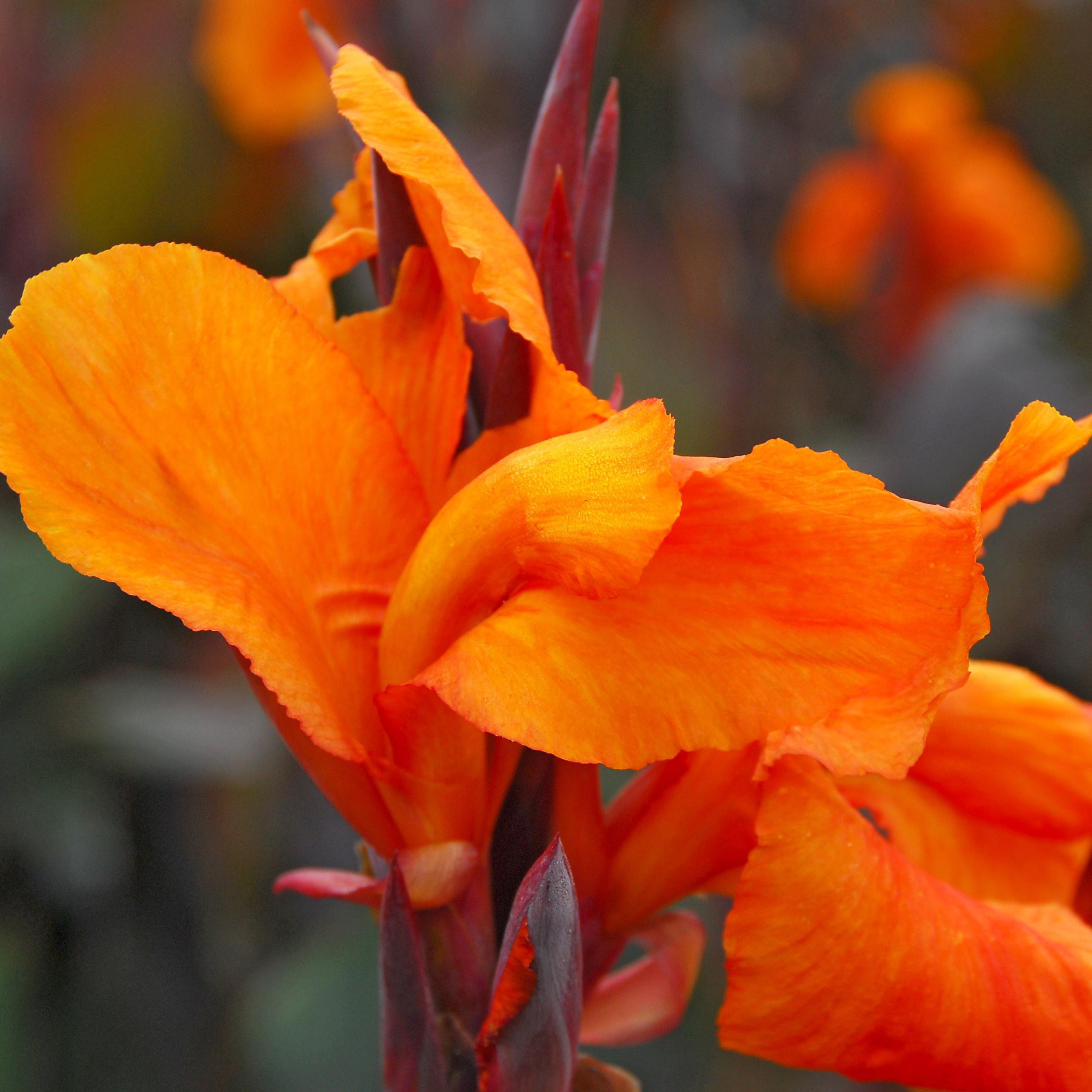 <i>Canna</i> 'Wyoming'