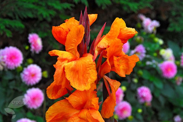 <i>Canna</i> 'Wyoming'