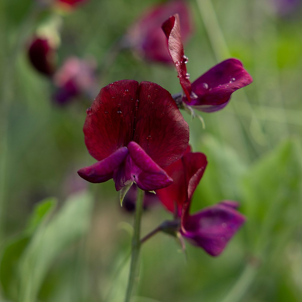 <i>Lathyrus odoratus</i> 'Beaujolais'
