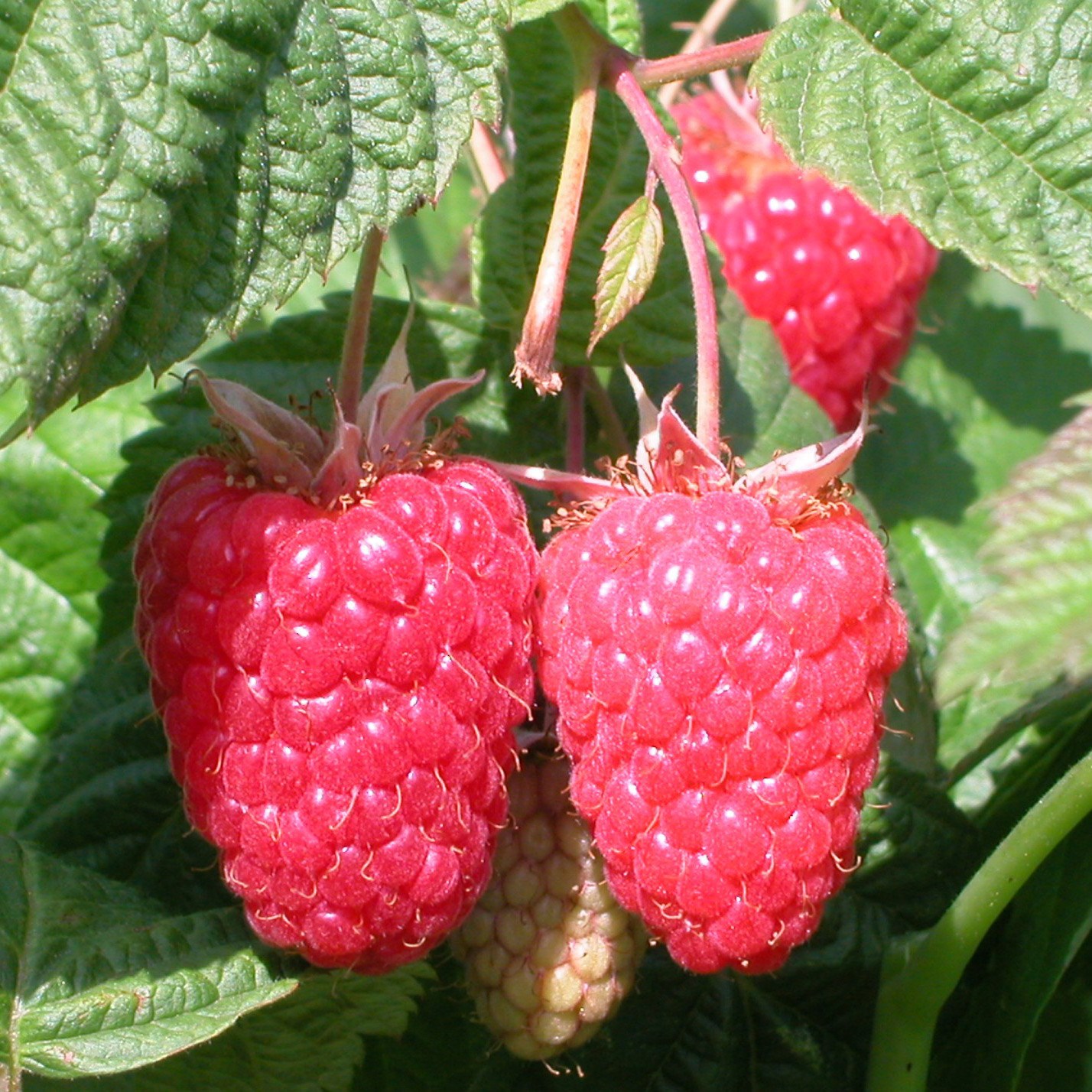 raspberry 'Cascade Delight'
