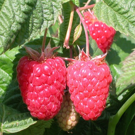 raspberry Cascade Delight